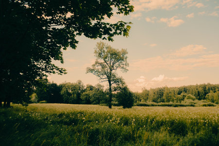 A beautiful summer landscape. Against the backdrop of a blue sky, with clouds floating above, stands a tall tree in a green, blooming field. Nature at its best.の写真素材