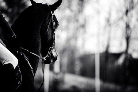 A black and white photograph of a horse with a rider on its back in an outdoor arena. The photo shows the equestrian sport of horse riding.の写真素材