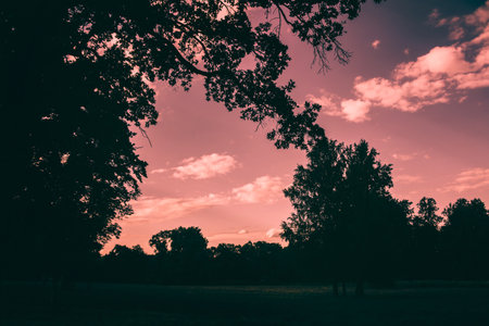 Silhouettes of dark tree tops are visible against a pink sky, colored by the sunset. It is a summer evening turning into night.の写真素材