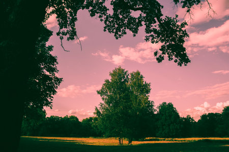 A beautiful summer landscape is depicted in the picture. In the foreground, a tree stands on a green field, while the sky is painted in pink hues at sunset.の写真素材