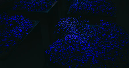 Dark blue beautiful lobelia flowers bloom in the dark flower beds on a summer night, creating a...