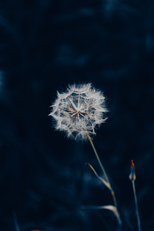 A white, fluffy dandelion blooms in the summer evening. It's a wildflower that grows in nature.の写真素材