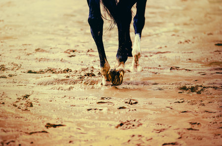 A black horse gallops across the wet sand, after the rain has passed. The horse is riding on the beach.の写真素材