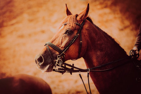 Portrait of a red horse with a rider on its back on an autumn day, engaged in horseback riding.