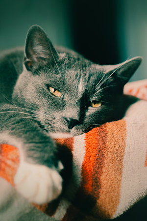 A cute, fluffy gray cat is resting on the bed, basking in the warm sunlight. The pet is lying on a soft blanket, enjoying the gentle rays.の写真素材