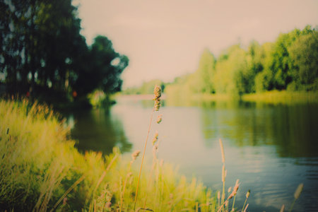 On a warm summer day, tall field grasses grow along the banks of a peaceful river. The rural landscape is peaceful and relaxing.の写真素材