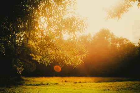 The bright warm rays of the sun illuminated the meadow and the green leaves of the willow on a summer day, creating a picturesque scene of nature and travel.の写真素材