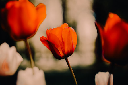 Beautiful red tulips bloom in the garden on a summer evening. The garden is filled with nature and ornamental plants.の写真素材