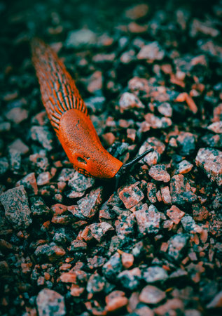 A bright, beautiful slug slowly crawls over the rubble. It is a poisonous pest, but also an animal...