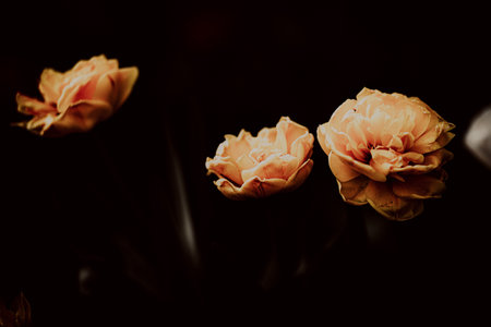 Yellow tulip flowers bloom in the darkness of a summer night. The beauty of nature and vegetation.の写真素材