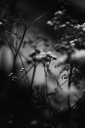 A black-and-white photo of tall grasses, their silhouettes illuminated by the light of day. Tansy and other wildflowers.の写真素材