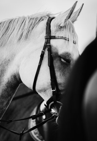 A black-and-white photograph shows a gray horse with a bridle around its muzzle. The horse's eyes are closed and it has long, white eyelashes. The image is of a horseback riding scene.の写真素材