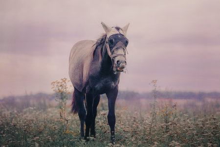 A beautiful gray horse is grazing in a field, surrounded by wild flowers and herbs, on a cloudy summer day. The rural landscape and the livestock create a peaceful scene.の写真素材