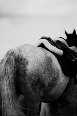 A black-and-white photograph of a horse's rump, with a dappled gray coat and a long white tail. The horse is wearing a saddle. The photo is of horseback riding.の写真素材