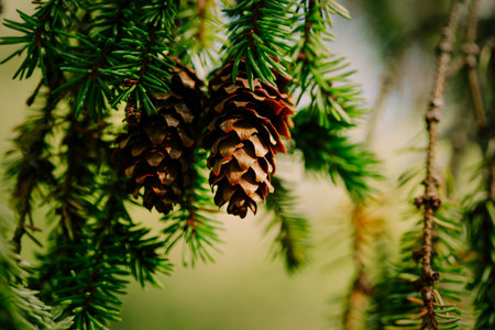 Beautiful cones grow on the green, prickly branches of the fir tree, a symbol of the Christmas season. They are part of the forest and coniferous plants.の写真素材