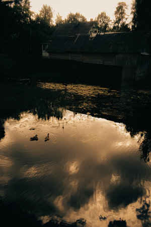 Two ducks swim in the calm waters of a picturesque lake on a summer evening. The lake reflects the beautiful clouds in the sky, creating a magical atmosphere. This is the fauna of a rural area.の写真素材