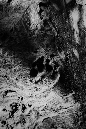 A black and white photograph of a dog's paw print on wet ground on a sunny day. The dog had followed this path.の写真素材