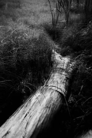 A black-and-white photograph of a fallen tree, lying among the dense grasses on the shore of a lake. The scene is peaceful and natural.の写真素材