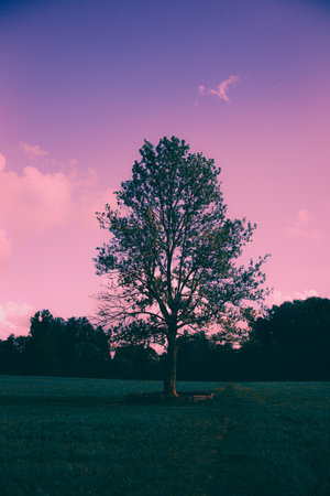 A beautiful tree stands in the field, against a backdrop of a stunning pink sky at sunrise, creating a magical landscape.の写真素材