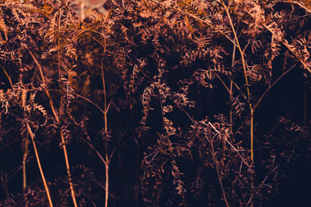 Beautiful dry red fern leaves on an autumn sunny day. Background of plants.の写真素材