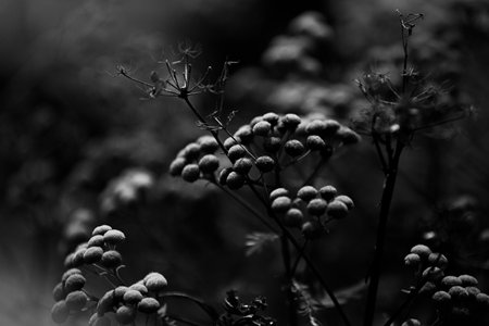 A black-and-white photo of a fading plant at the end of summer. Wild plants in the field.の写真素材