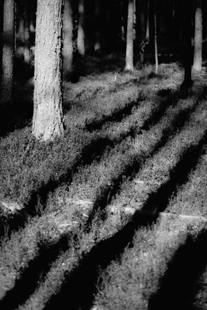 A black-and-white photograph of pine trunks, casting long, dark shadows in the sunlit forest. Nature...