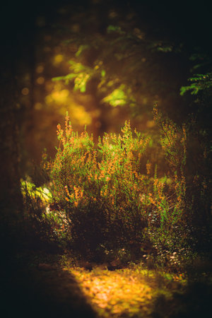 A beautiful flowering heather bush grows in the forest, illuminated by the soft rays of sunlight as the sun rises. The beauty of the forest vegetation is breathtaking.の写真素材
