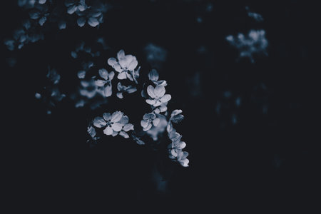 A black-and-white photograph of the flowering branches of an apple tree in the spring. The beauty of nature awakening.の写真素材