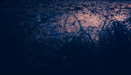 Yellow water lilies grow in a forest lake on a dark summer evening, creating a romantic atmosphere in the swampy and deserted place.の写真素材