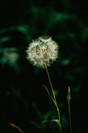 A beautiful, fluffy dandelion grows in a green field during the summer.