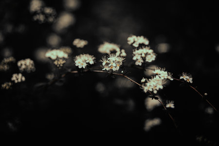 In the spring, delicate white flowers bloom on a bush with dark leaves at dusk. This is a beautiful sight of nature.の写真素材