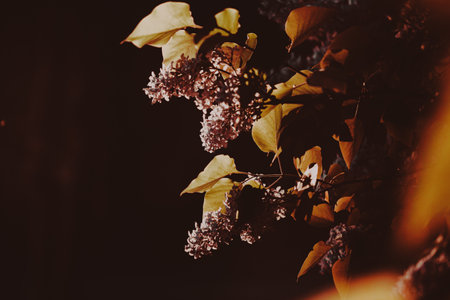 Late in the evening, the purple lilac flowers in the garden are illuminated by the setting sun's light. Nature is beautiful.の写真素材