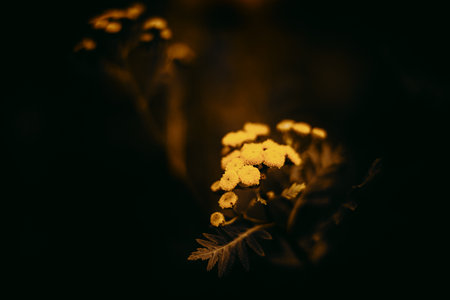 On a beautiful autumn day, yellow tansy flowers bloom amidst the dark grasses of the field. The...