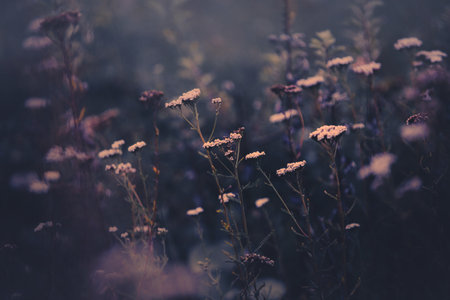 In the late summer evening, beautiful wildflowers bloom in a dark field. Flora in August.