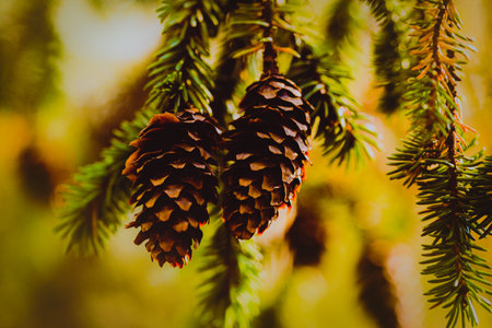 Beautiful cones grow on the green and prickly branches of the fir tree, a symbol of the Christmas season.の写真素材