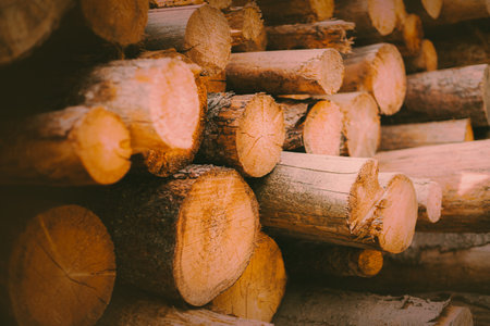 On a clear day, sawn logs of pine trees are piled up. Felled trees are the result of logging, an...