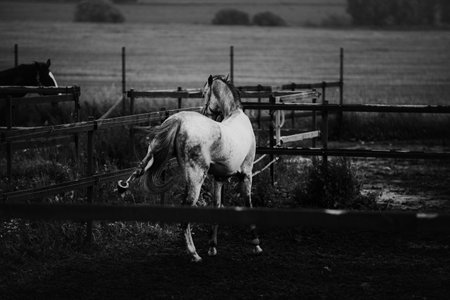 A black and white photograph of two horses, grazing in a field on a farm on a summer's day. The...