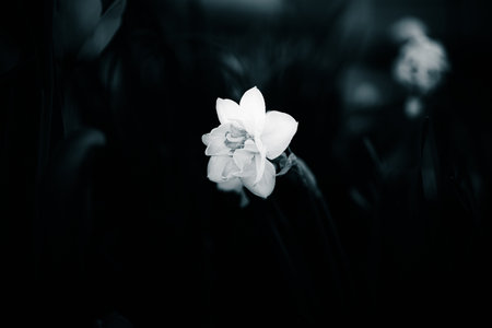 A beautiful, delicate white narcissus blossom in the twilight of summer, captured in black and white photography.の写真素材