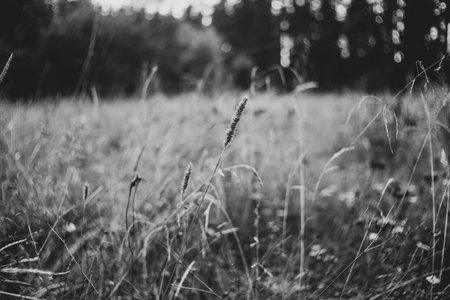 Black and white photograph of wild field spikes and grasses in the summer. Nature and the fields.の写真素材