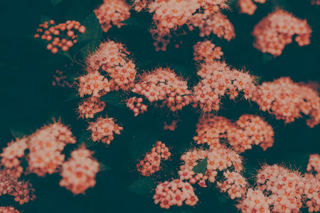 A beautiful background of pink flowers on a bush in the summer. The flora and nature are stunning.の写真素材