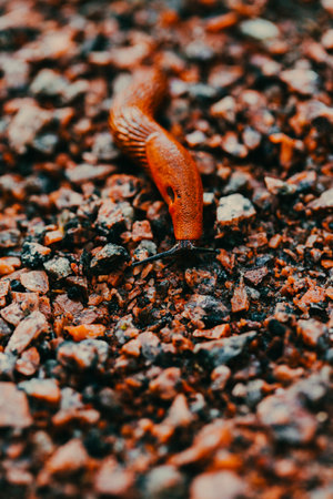 A bright, beautiful slug slowly crawls over the rubble. Although it is a wild animal.の写真素材