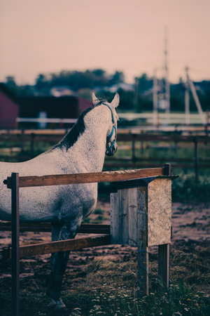 A gray horse is grazing in a paddock on a farm on a cloudy summer day. This image represents the beauty of horse care and agriculture.の写真素材