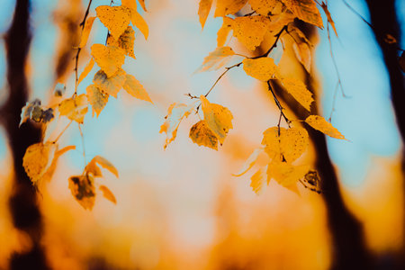 Golden birch leaves hang on the thin branches on a sunny autumn day, creating a beautiful scene. This is the beauty of nature in its autumn splendor.の写真素材