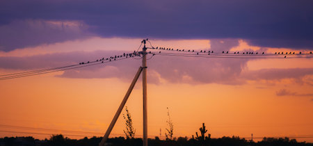 Against the backdrop of a beautiful orange sunset, there is an antenna with a flock of birds perched on its wiresの写真素材