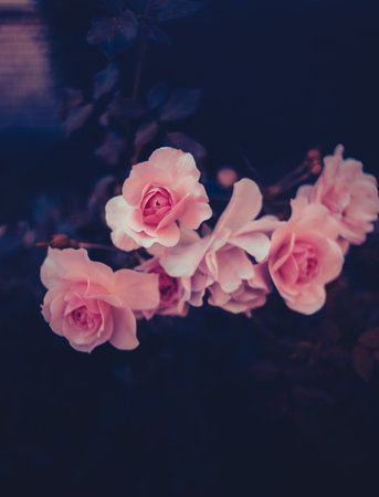 In the garden, at dusk on a summer's eve, beautiful pink roses bloom on a bush. The beauty of nature is truly romantic. Flora, nature's masterpiece.の写真素材