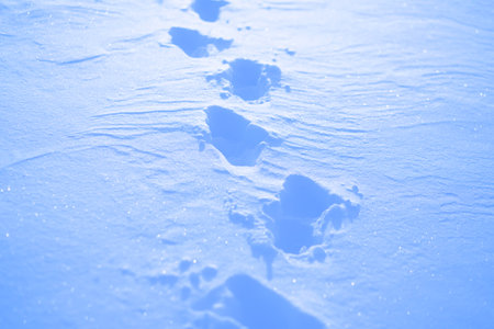 There are traces of a person who once walked through here in the deep snow. The sun shines on the glinting snow. It's a snowy winter day.の写真素材