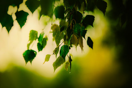 Beautiful wet green birch leaves in the summer. The plants and trees are full of life. Nature is in...