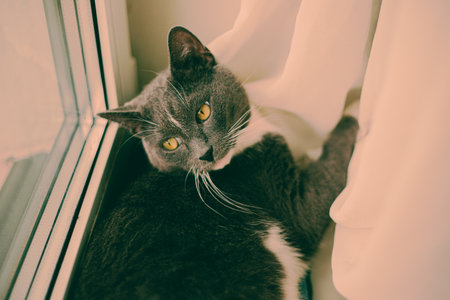 A gray cat is lying on the windowsill at home, near soft tulle curtains, and is looking out the window with curiosity.の写真素材