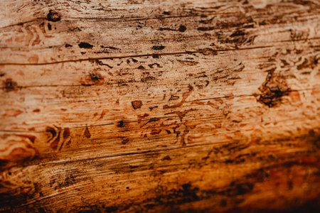 Insect patterns remained on the bare wood of the tree trunk. These were the natural patterns of the environment. Backgroundの写真素材