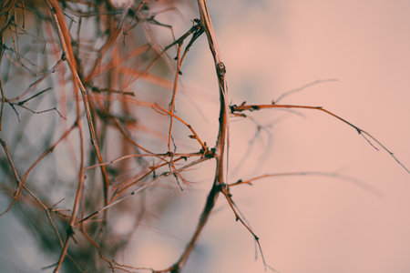 The thin branches of the bush are leafless and broken in some places, due to the cold season and the lack of vegetation.の写真素材